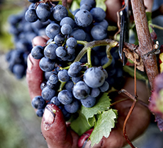 Weingut_Weingut_Foto